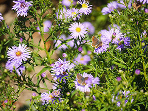 Jardin au naturel