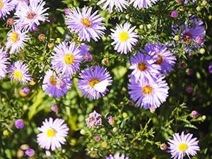 Jardin au naturel