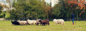 Le Champ des possibles, Poitiers