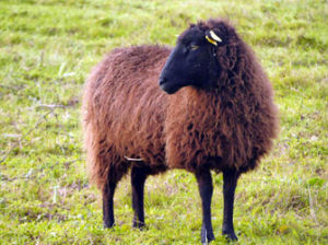 Mouton Landes de Bretagne