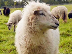 Ovin Landes de Bretagne - Le champ des possibles