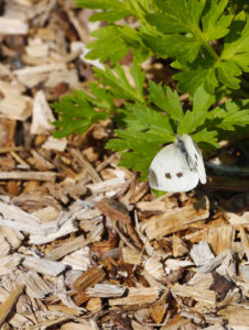 Le Champ des possibles, jardin au naturel