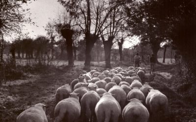 Une journée d’hiver en 1979, les brebis de mamie