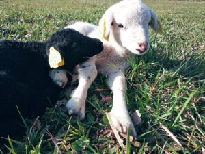 agnelage le champ des possibles