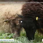 ecopaturage vienne mouton