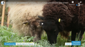 ecopaturage vienne mouton