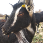 portrait-chevre-poitevine