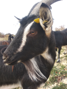 portrait-chevre-poitevine