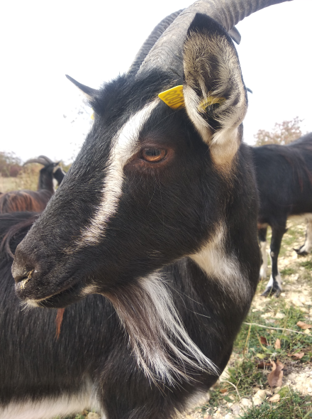 Les jolies poitevines