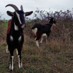chevre poitevine ecopaturage