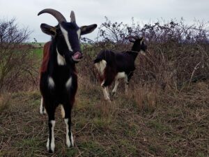 chevre poitevine ecopaturage