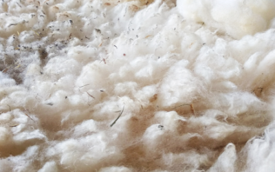 La laine fibre naturelle