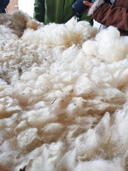 La laine fibre naturelle