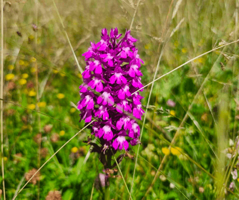 Le Champ des possibles, jardin au naturel