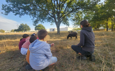 Classe dehors « Dessine-moi un mouton »