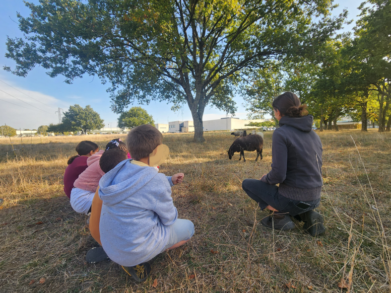 Classe dehors « Dessine-moi un mouton »