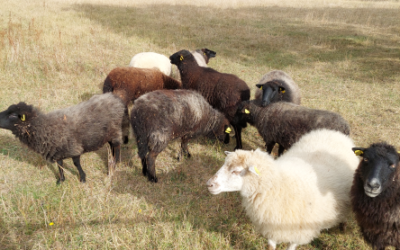 La lutte chez les ovins