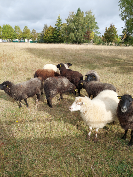 La lutte chez les ovins