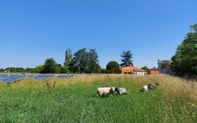 Sous les panneaux, les moutons