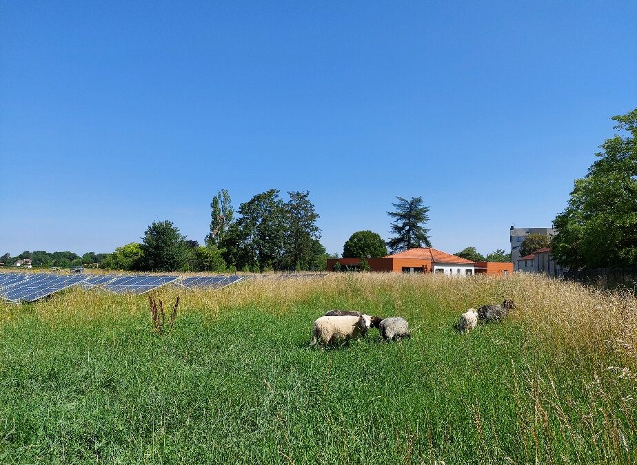 Sous les panneaux, les moutons