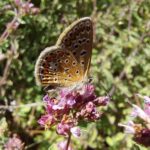 origan et papillon dans éco-pâturage