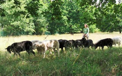 Coopération humain et animal