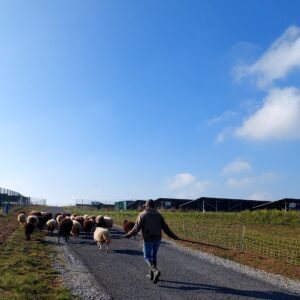Le champ des possibles, Poitiers, éco-pâturage
