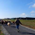 Le champ des possibles, poitiers, paturage