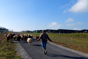 Le champ des possibles, poitiers, paturage