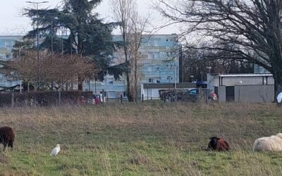 Héron garde-moutons